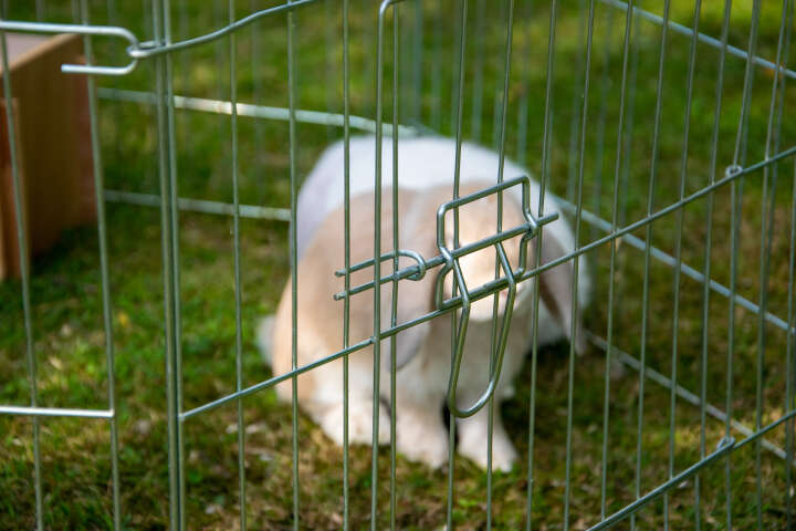 dobar Freilaufgehege